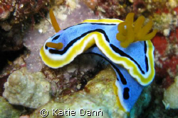 Nudibrach, taken somewhere in Alor with Canon G9 by Katie Dann 